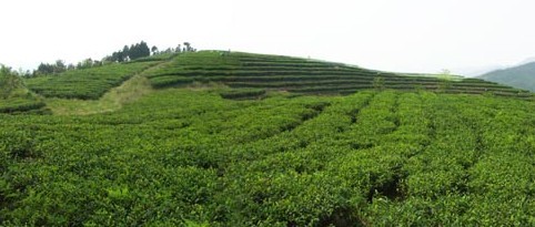 品品香茶基地 文洋西山有機茶基地